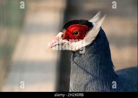 Eared blue pheasant close up, pheasant in a cage, ornithology and zoo. Stock Photo