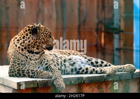 Far Eastern leopard and his life in the zoo, the zoo of Ukraine. Stock Photo