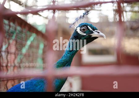 Zoo peacock portrait with beautiful feathers looking in camere behind bars Stock Photo