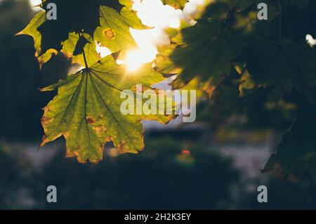 Green maple leaves against evening sunlight at sunset Stock Photo