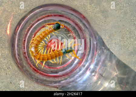 A giant Centipede native to Arizona sitting in the bottom of the glass jar. Stock Photo