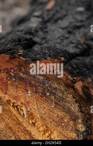 Resin drops come out of a trunk of a cut off pine tree, burnt in a wildfire. Stock Photo