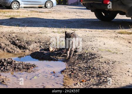 A stray cat drinks water from a puddle close up Stock Photo