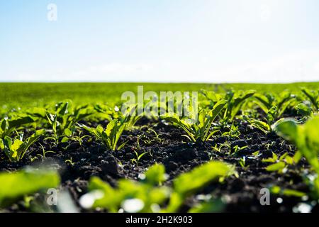 Straight rows of sugar beets growing in a soil in perspective on an agricultural field. Sugar beet cultivation. Young shoots of sugar beet Stock Photo