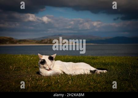 White and black cat with scarred nose sleeps in the sun on a cliff top overlooking sea Stock Photo