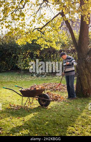 Senior man raking leaves from lawn in garden. Fall gardening. Gardener cleaning backyard from autumn leaf Stock Photo