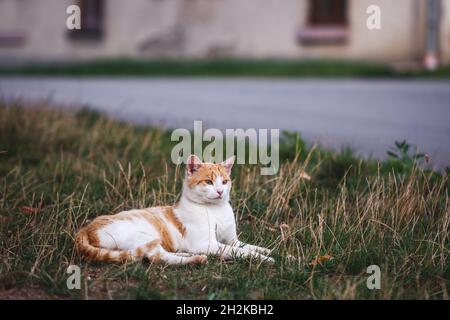 Ginger tabby cat lying down outdoors in grass next to road in village Stock Photo