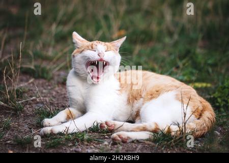 Yawning ginger tabby cat lying outdoors in grass Stock Photo