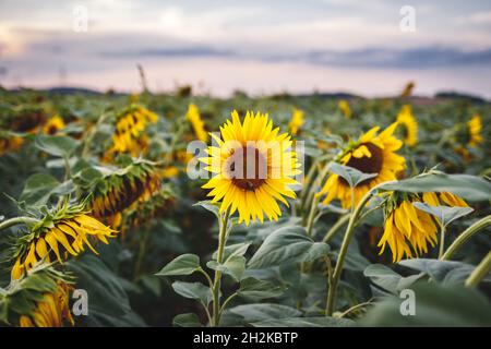 Blooming sunflower field during sunset. Agricultural plant Stock Photo