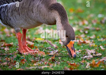 Greylag Goose eating grass in autumn. Fall leaves on the grass (Anser anser) Stock Photo