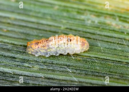 Hoverflies, also called flower flies or syrphid flies, make up the insect family Syrphidae - larva on a corn leaf. They are the natural enemy of aphid Stock Photo