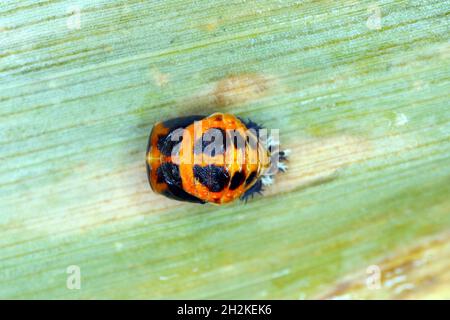 Pupa of Harmonia axyridis, most commonly known as the harlequin, multicoloured Asian, or Asian ladybeetle, is a large coccinellid beetle. Stock Photo