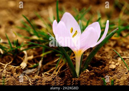 Natural and wild flowers - Colchicum triphyllum Stock Photo
