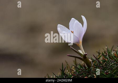 Natural and wild flowers - Colchicum triphyllum Stock Photo