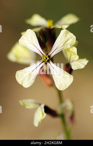 Natural and wild flowers - Eruca vesicaria. Stock Photo