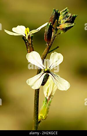 Natural and wild flowers - Eruca vesicaria. Stock Photo