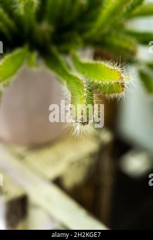 Two-headed spine-filled Hylocereus undatus or climbing cactus and the rest of the image with lots of bokeh Stock Photo