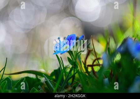 Natural and wild flowers - Gentiana verna or spring gentian. Stock Photo