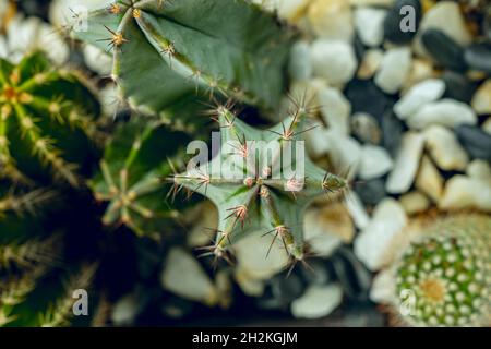 Top view image of green cereus cactus with reddish spike in a pot with stones