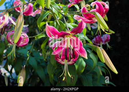 Lovely hot pink lily (Lilium martagon) in a garden in Ottawa, Ontario, Canada. Stock Photo