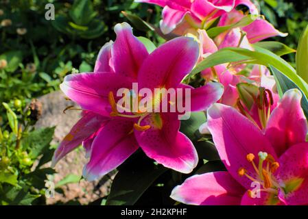 Beautiful hot pink asiatic lily (Lilium bulbiferum) in a garden in Ottawa, Ontario, Canada. Stock Photo