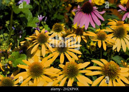 Wonderful yellow and purple cone flowers (Echinacea purpurea) in a garden in Ottawa, Ontario, Canada. Stock Photo