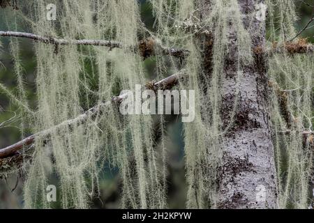 Old Man's Beard, Usnea longissima, growing on a fir tree in the Staircase area of Olympic National Park, Washington State, USA Stock Photo