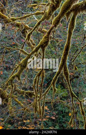 Cattail Moss, Isothecium stoloniferum, thickly covering branches of trees at Staircase, Olympic National Park, Washington State, USA Stock Photo