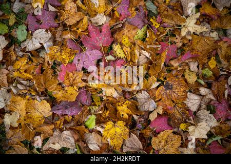 Wonderful autumn leaves in vivid colors as pattern concept for the colorful fall season. Stock Photo