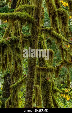 Cattail Moss, Isothecium stoloniferum, thickly covering branches of trees at Staircase, Olympic National Park, Washington State, USA Stock Photo