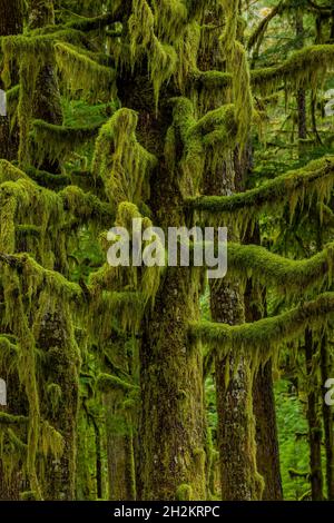 Cattail Moss, Isothecium stoloniferum, thickly covering branches of trees at Staircase, Olympic National Park, Washington State, USA Stock Photo