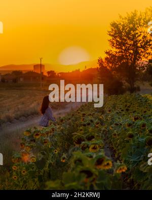 Silhouette of unidentified girl next to sunflower field at sunset behind. Stock Photo