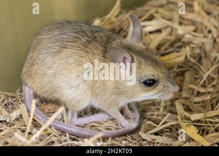Tiny Australian Spinifex Hopping Mouse Stock Photo