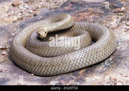 Australian highly venomous Eastern Brown Snake Stock Photo