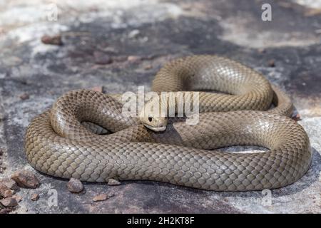 Australian highly venomous Eastern Brown Snake Stock Photo
