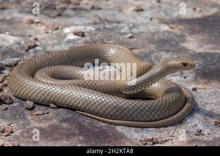 Australian Highly Venomous Eastern Brown Snake In Striking Position ...