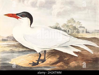 Whiskered tern, 18th century illustration Stock Photo