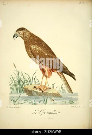 African marsh harrier, 18th century illustration Stock Photo