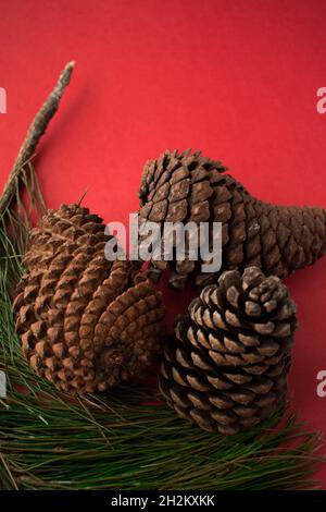 Some pine cones and pine branches on a bright red surface Stock Photo
