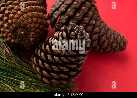Some pine cones and pine branches on a bright red surface Stock Photo