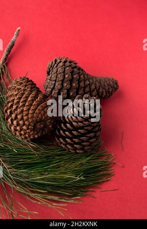 Some pine cones and pine branches on a bright red surface Stock Photo