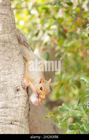 Eastern grey squirrel descending tree branch with acorn in hand Stock Photo