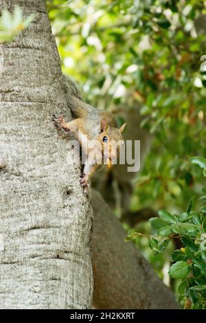 Eastern grey squirrel descending tree trunk with acorn in mouth Stock Photo