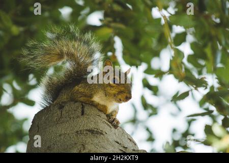 Eastern grey squirrel looking at camera, sitting on stump in California Live Oak Tree Stock Photo