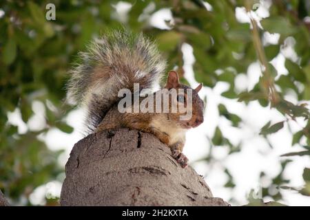 Eastern grey squirrel looking at camera, sitting on stump in California Live Oak Tree Stock Photo