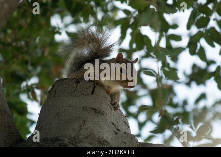 Eastern grey squirrel looking at camera, sitting on stump in California Live Oak Tree Stock Photo