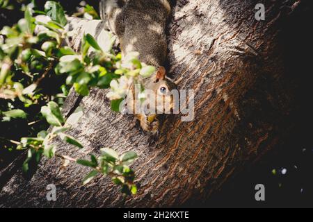 Eastern grey squirrel handing upside down on oak tree trunk with acorn in front paws, looking at camera Stock Photo