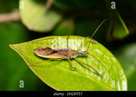 Leaf Hopper Assassin Bug (Zelus renardii) hunting for insects on a leaf in Houston, TX. Stock Photo