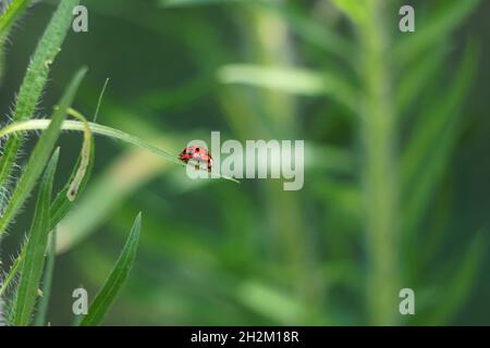 A red ladybug with black spots standing on a blade of grass. Stock Photo