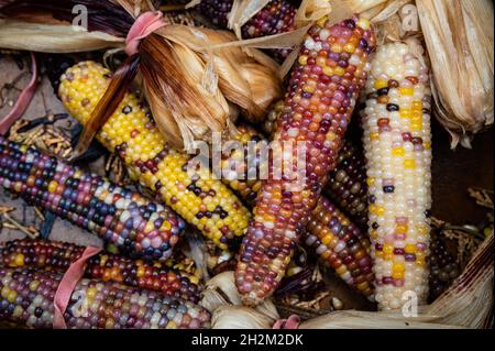 A flat view group of colorful harvest ears of corn in a box on a farm. Stock Photo